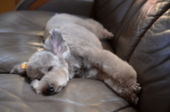 Siesta