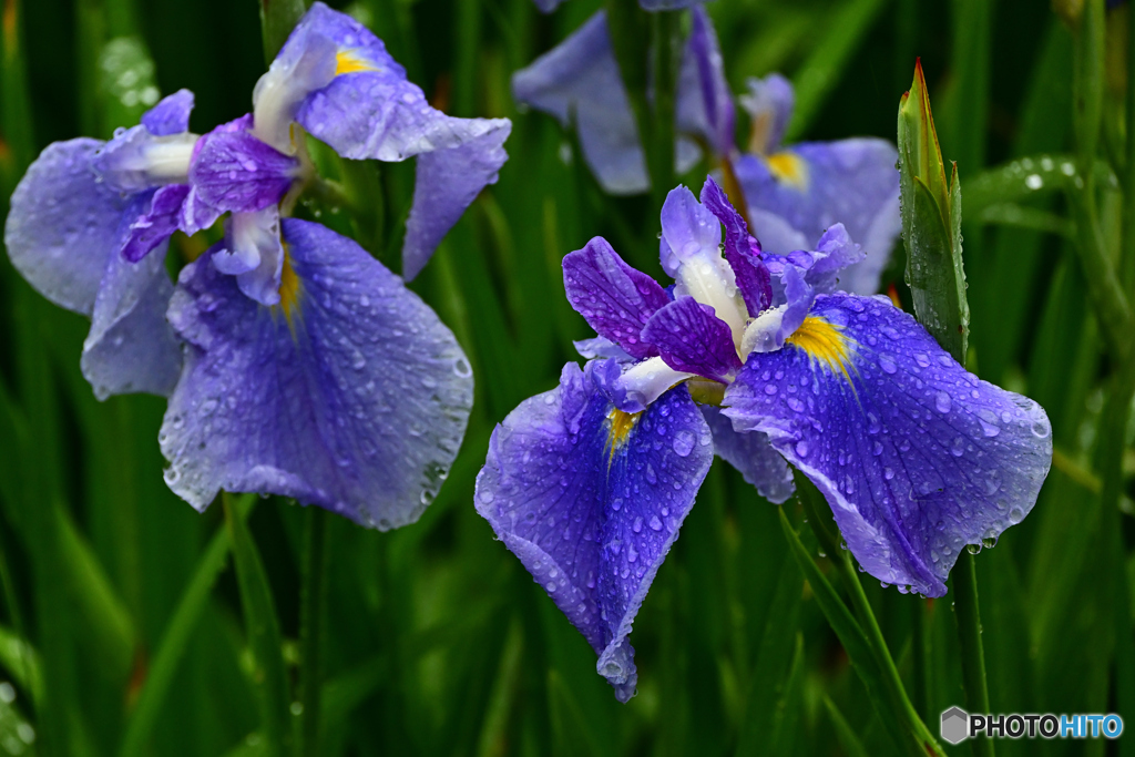 雨の花菖蒲