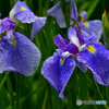 雨の花菖蒲