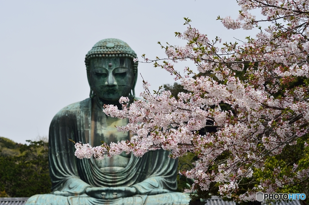 国宝と桜