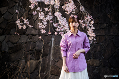 燦めく桜3