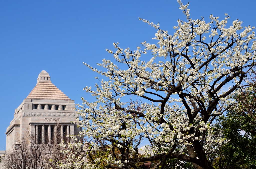 穴場(桜160本)