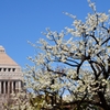 穴場(桜160本)