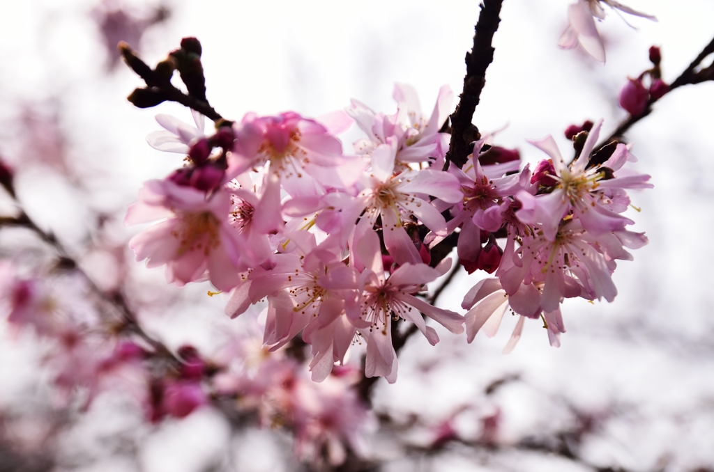 十月桜