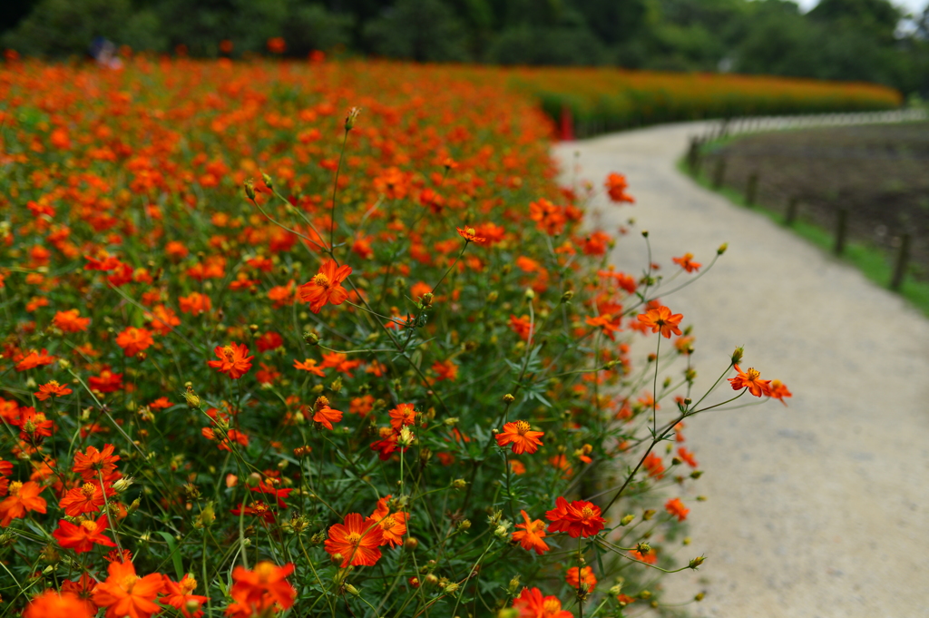 サンセットの径