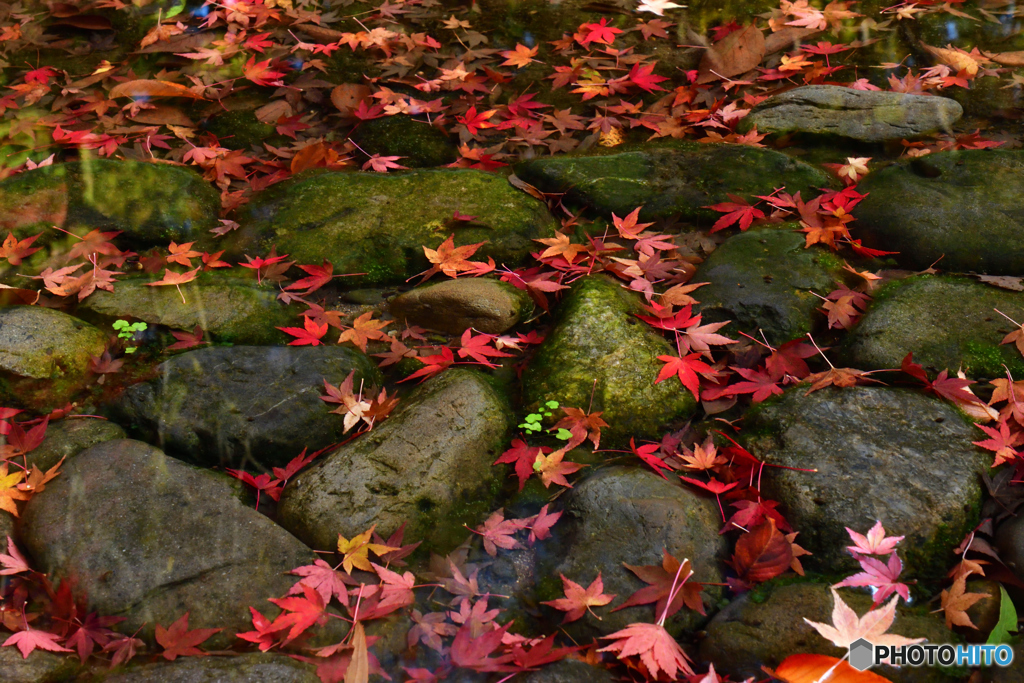 水中紅葉