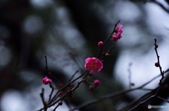 冬の兼六園2