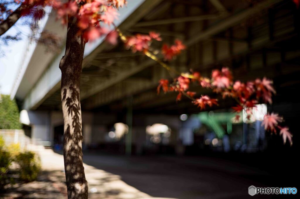 Late Autumn4