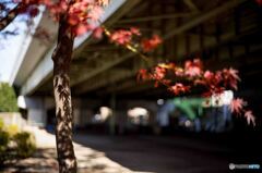 Late Autumn4