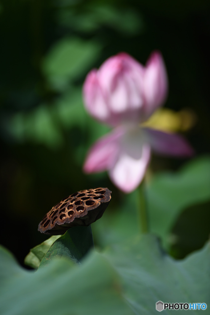 花と種
