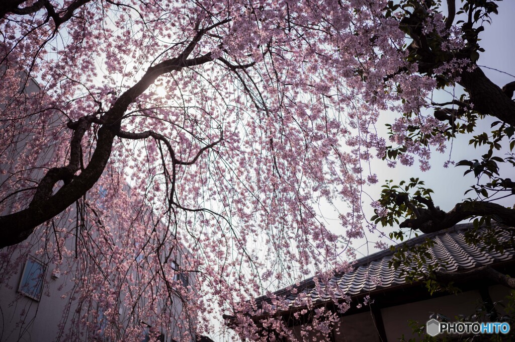桜を探して谷中散策