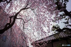 桜を探して谷中散策