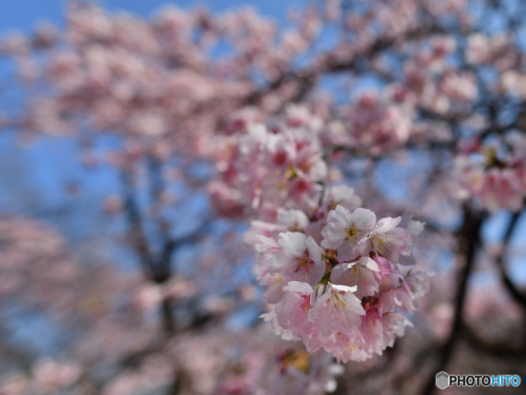 大寒桜