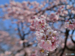 大寒桜