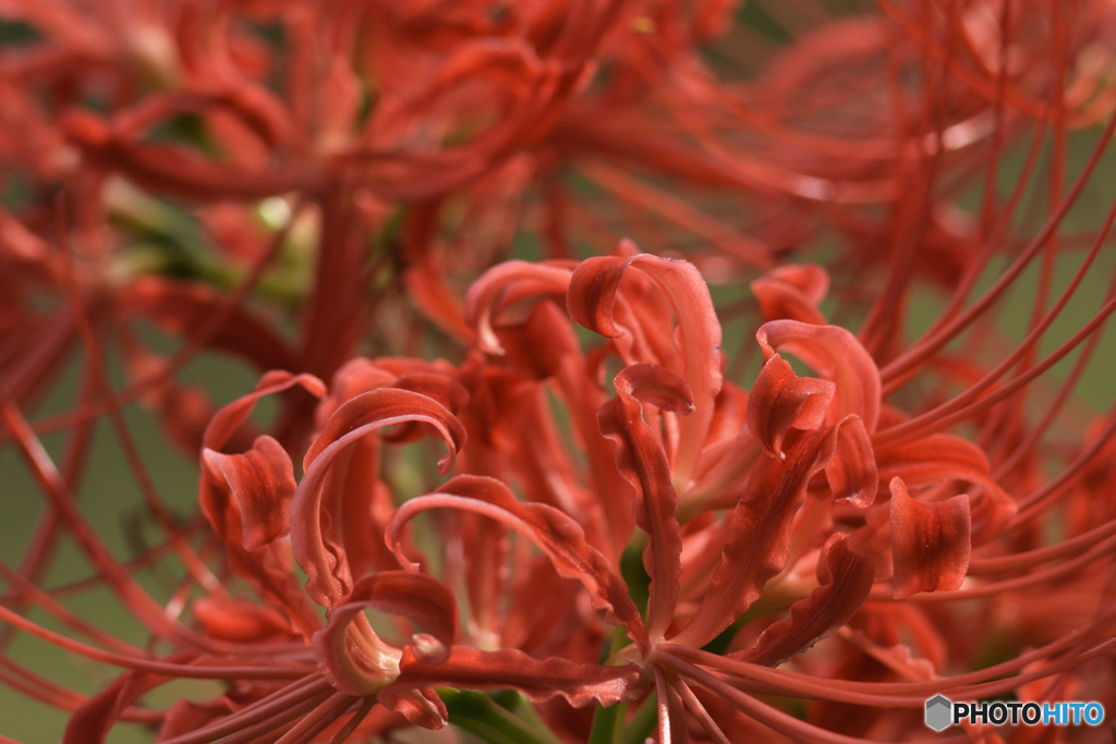 曼珠沙華