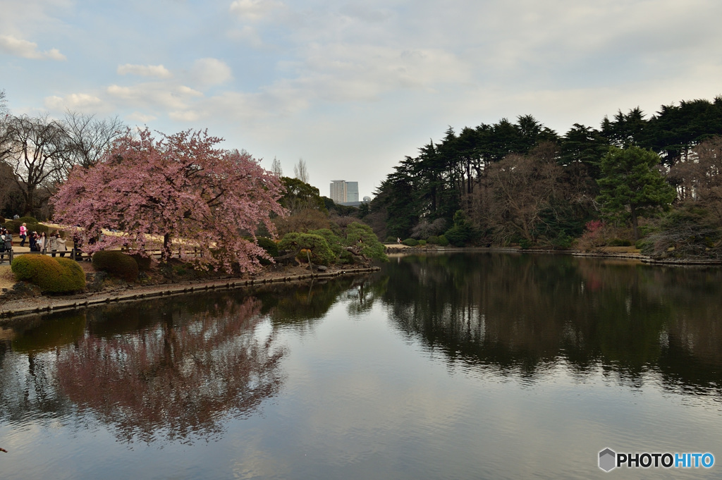 中の池の修善寺寒桜