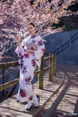 さくらの名所散策路