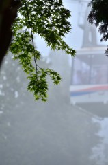 雨に煙る