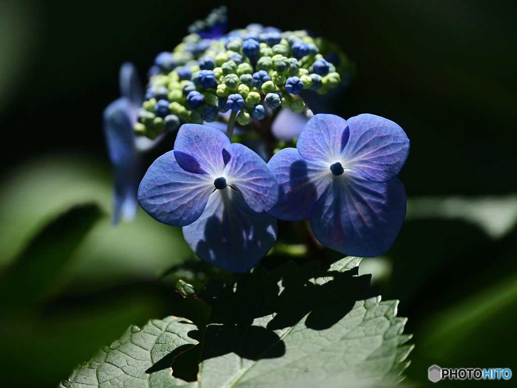 影のある紫陽花