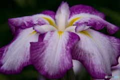 Iris ensata