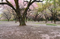雨模様の桜鑑賞３