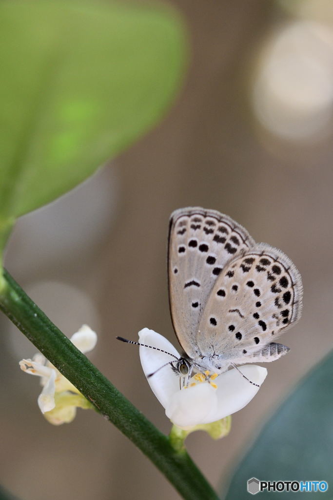 花に集まるシジミチョウ