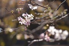 眩しい桜