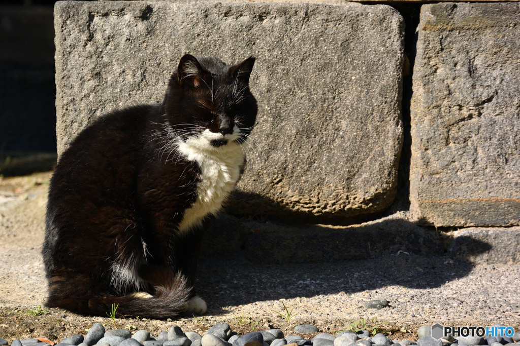 日向ぼっこ猫