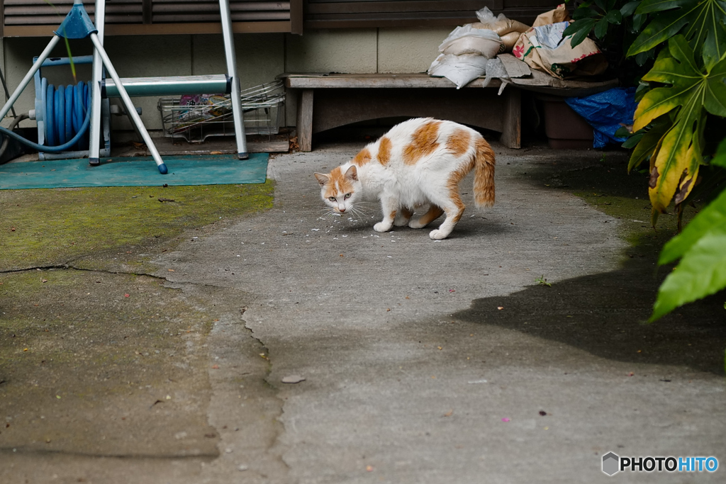 食事中