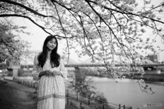 河川敷の桜
