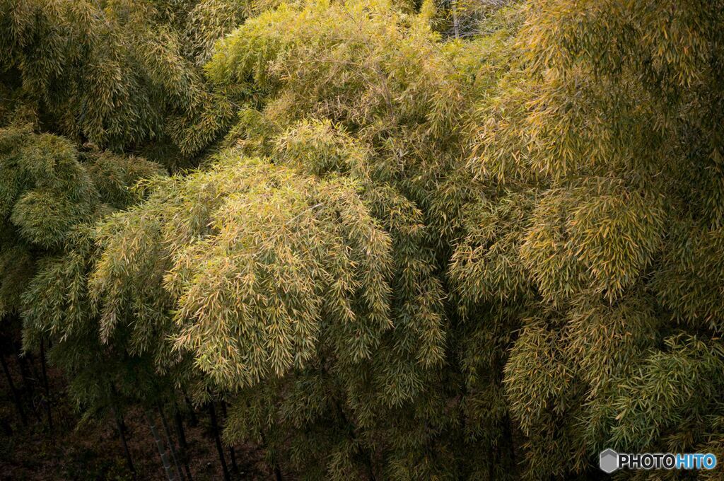 熊野森緑地