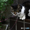 番猫