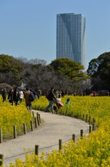 菜の花畑