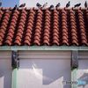 まるで鳩の家のよう