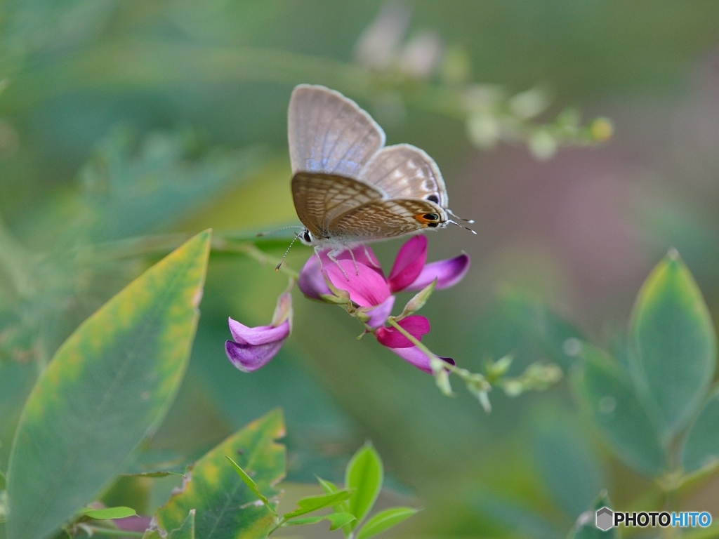 小さな花と小さな蝶