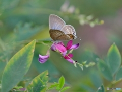 小さな花と小さな蝶