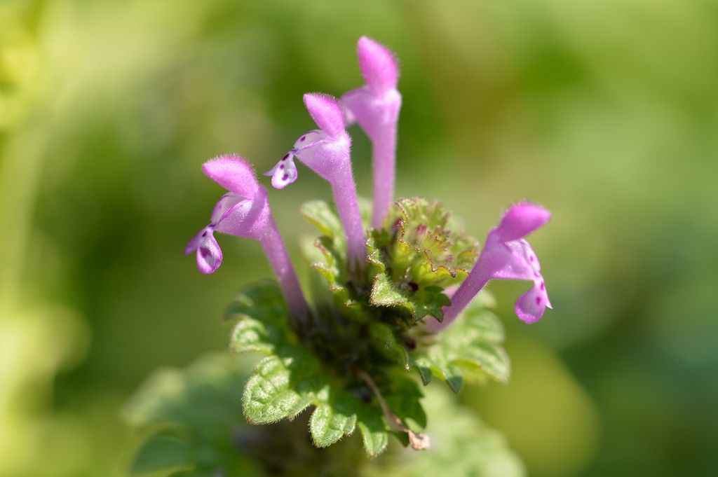 菜の花畑の下では5