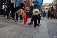 お祭りわんこ