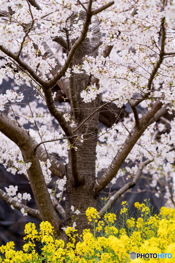 桜と菜の花