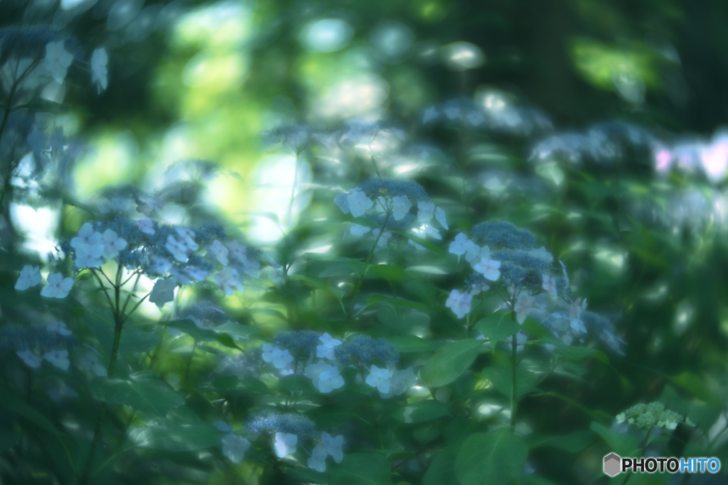 梅雨の晴れ間4