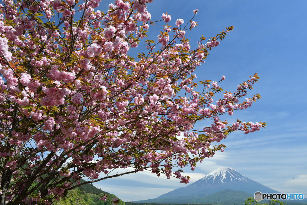 お花見