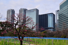 お花畑準備中
