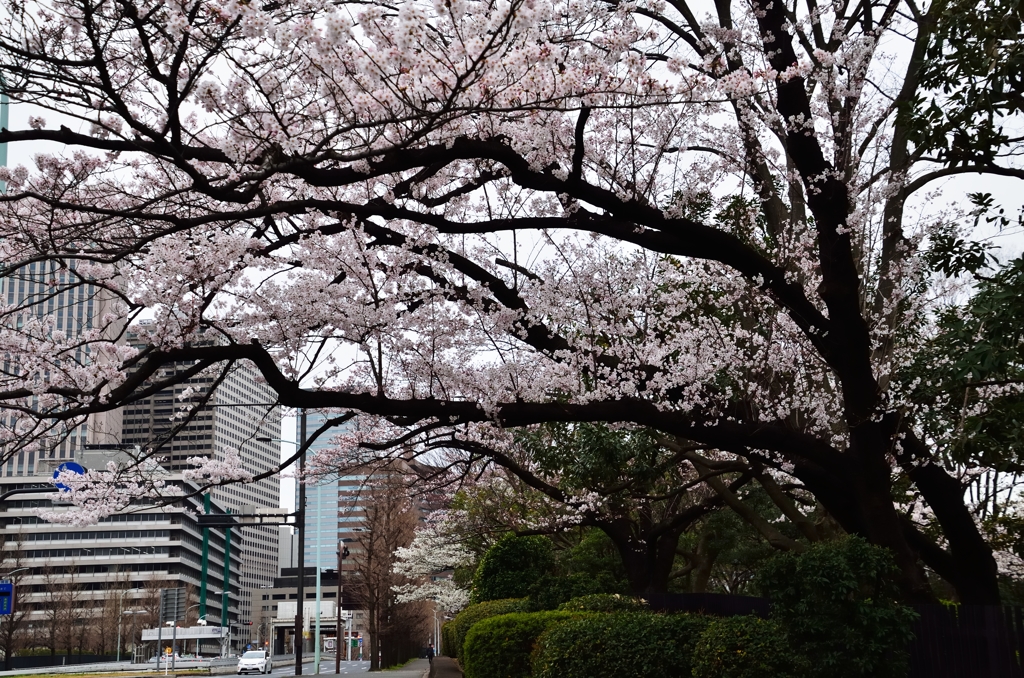 桜田門界隈