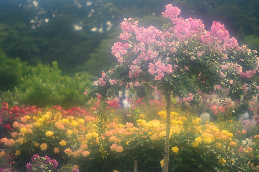 花園