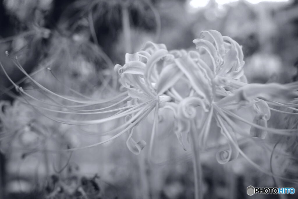 白黒曼珠沙華