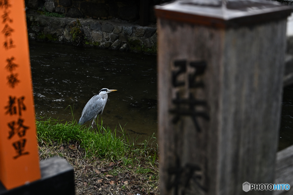 ぶらり祇園3