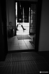 格子戸からの眺め