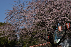 入口の桜