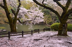 散り花を求めて３