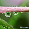 水滴たち